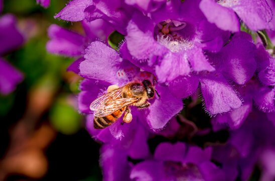 Western honey bees collect pollen from a Texas sage bush in spring near Phoenix Arizona