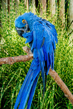 A blue mccaw preens in a wildlife sanctuary near Seattle Washington