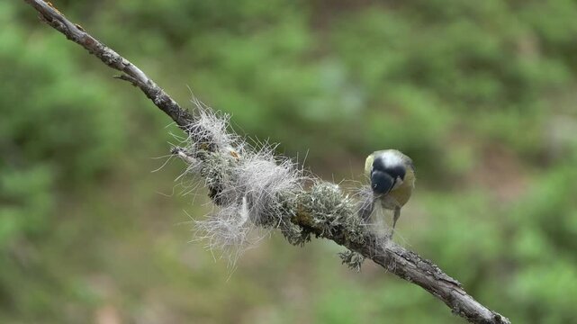 Cinciarella (Cyanistes caeruleus) Blue	