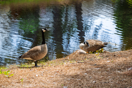 A pair of Canada geese (Branta canadensis) tending to their young newly hatched goslings near a body of water in the springtime. 