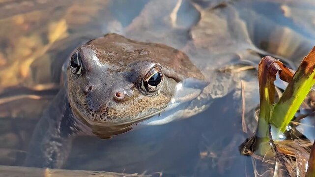 A frog in a garden pond, after spring, close-up.