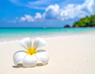 Fototapeta premium White flower on sandy tropical beach.