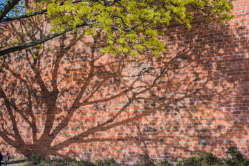 cień drzewa na murze © witan