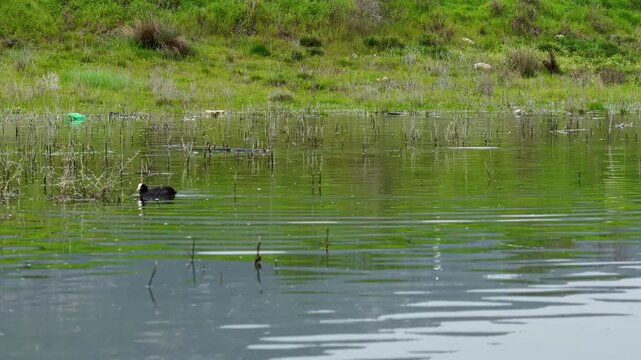 A solitary coot (Fulica atra) floating on the calm surface of a pond. An aesthetically pleasing landscape shot capturing the tranquility of nature amidst the green shoreline and aquatic plants.