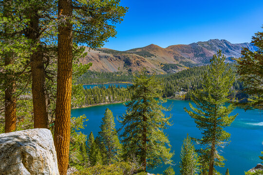 Classic framed view of turquoise Twin Lakes through Jeffrey pine trunks with russet mountain slopes behind.