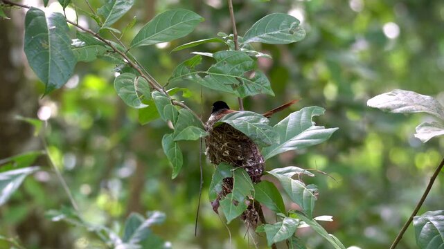 Seychelles Paradise Flycatcher Female (Terpsiphone corvina) Incubating Eggs on Nest in Veuve Nature Reserve, La Digue island