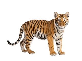 Obraz premium A tiger standing against a black background