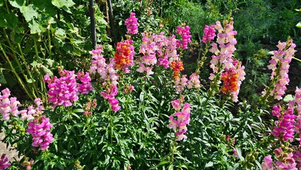 Obraz premium Beautiful multi-colored flowers in flowerbeds and along alleys in city park during summer season
