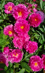 Fototapeten Pink Beautiful multi-colored flowers in flowerbeds and along alleys in city park during summer season  © Anatolijs