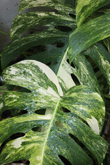 Variegated Monstera deliciosa leaf in tropical garden © Pavaphon