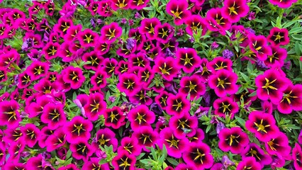 Obraz premium Beautiful multi-colored flowers in flowerbeds and along alleys in city park during summer season