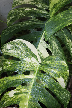 Variegated Monstera deliciosa leaf in tropical garden