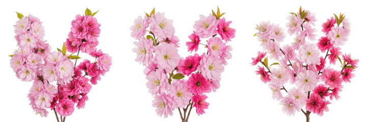 Naklejka premium Set of Beautiful Pink Cherry Blossom Heart Shape Isolated on White Background, PNG