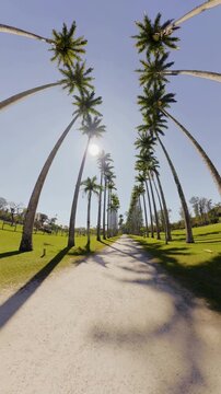 Luz atravessando as &aacute;rvores, vento leve e natureza em movimento. Um cen&aacute;rio que transmite paz, liberdade e conex&atilde;o com o essencial.
