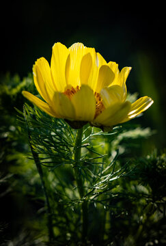 A bright yellow Adonis vernalis flower glows in a sunlit meadow. This sharp macro highlights the silky petals and intricate center against a lush, green bokeh background of feathery foliage