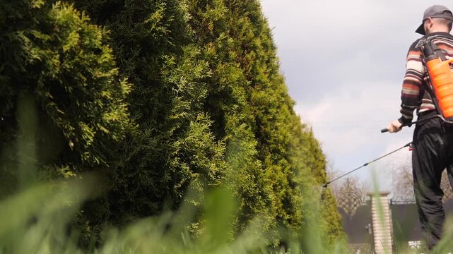 A Gardener Sprays Fertilizer On A Green Trees. 