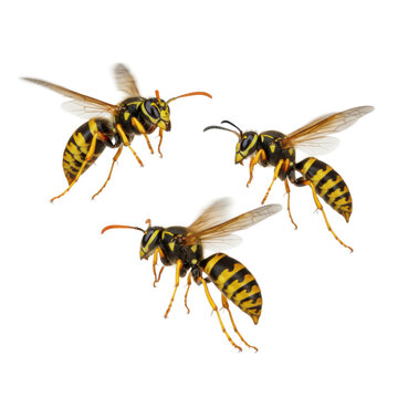 Two yellowjackets and two paper wasps flying in mid-air with detailed wings against a transparent studio backdrop, scientific and mesmerizing insect atmosphere
