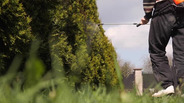 A Gardener Sprays Fertilizer On A Green Trees. 