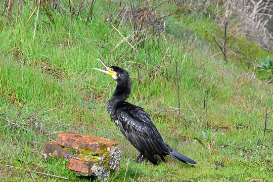 Cormorant resting on the shore of a lake ,Phalacrocorax carbo