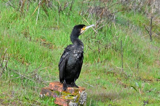 Cormorant resting on the shore of a lake ,Phalacrocorax carbo