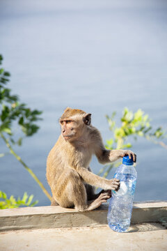 Monkey holding plastic bottle sitting near the sea on tropical island