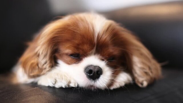 A sleeping Cavalier King Charles Spaniel at home

