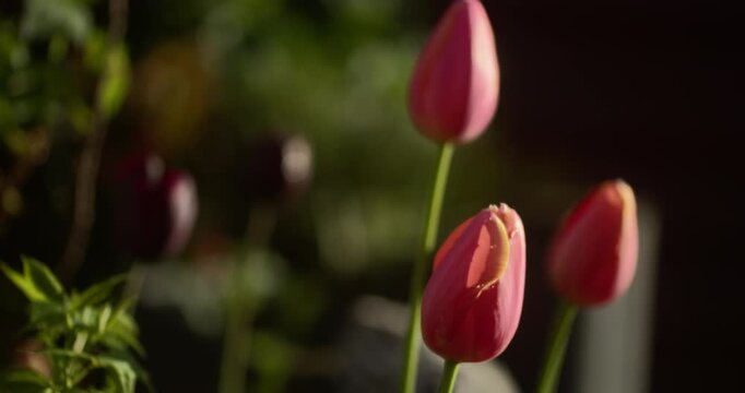 Cinematic Close-Up of Vibrant Tulips Blooming in Spring Garden | 4K