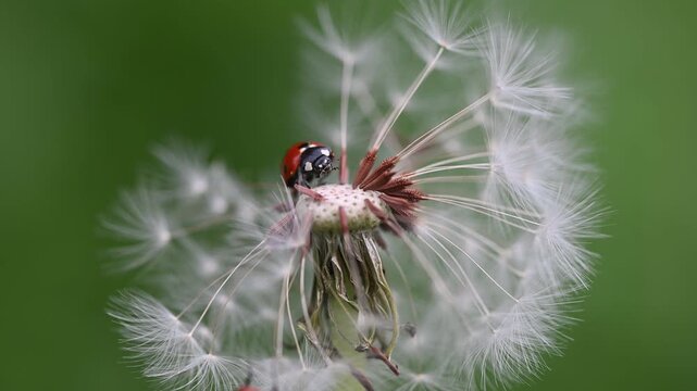 A macro shot of a cute ladybug resting on a dandelion seed.