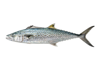 Obraz premium Fresh Tenggiri Fish (Spanish Mackerel) Isolated on Transparent Background PNG, Whole Raw Seafood