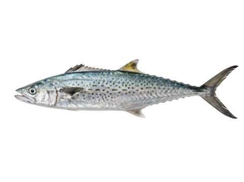 Fresh Tenggiri Fish (Spanish Mackerel) Isolated on Transparent Background PNG, Whole Raw Seafood