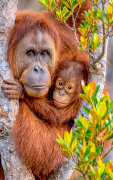 Orangutan with baby