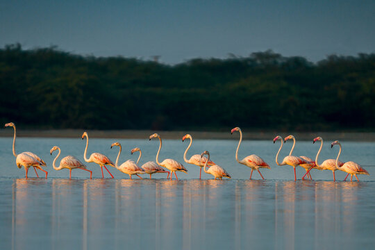 A row of elegant pink flamingos wading in calm blue water with a warm sunset glow reflecting on the surface, capturing a peaceful moment in the wild.