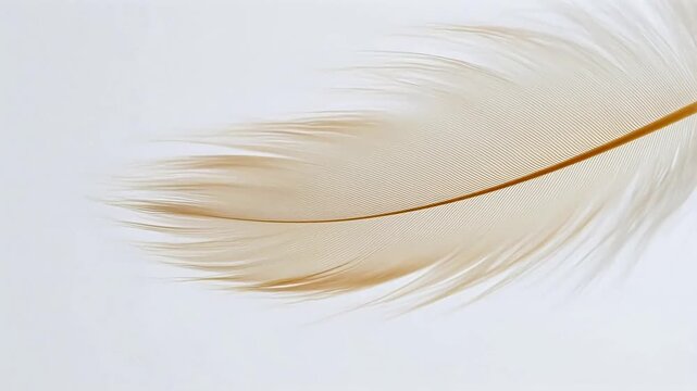 Closeup of a delicate feather for engaging brand promotion and marketing