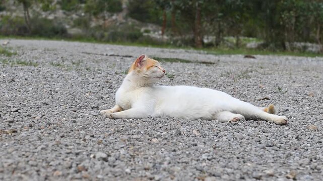The natural and endearing demeanor of a yellow-and-white stray cat resting peacefully on a gravel road and watching its surroundings with curiosity.