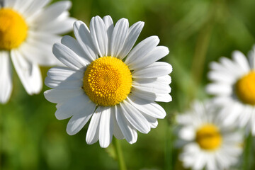 Fototapeta premium Sun-drenched daisies bloom vibrantly in a lush green meadow — soft-focus background creates dreamy depth. Perfect for spring themes, nature backgrounds, wellness, or romantic designs.