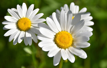 Fototapeta premium Sun-drenched daisies bloom vibrantly in a lush green meadow — soft-focus background creates dreamy depth. Perfect for spring themes, nature backgrounds, wellness, or romantic designs.