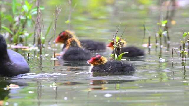 Those unique moments when a mother grebe tenderly feeds her chicks on the water&rsquo;s surface. A captivating glimpse of wildlife that reflects both the natural world and the instinct of parenthood along t