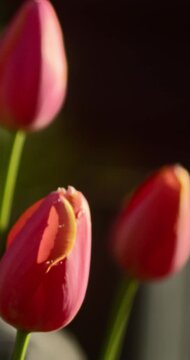 Vibrant Spring Tulips: High-Quality 4K Garden Shot with Shallow DOF | 4K Vertical Video