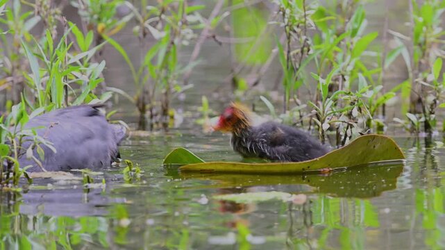 Those unique moments when a mother grebe tenderly feeds her chicks on the water&rsquo;s surface. A captivating glimpse of wildlife that reflects both the natural world and the instinct of parenthood along t