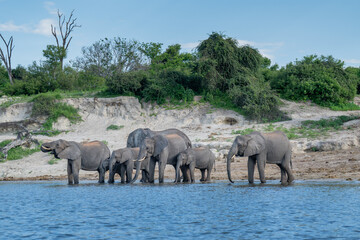 Fototapeta premium African bush elephants drinking from the Chobe River