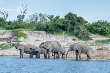 Fototapeta premium African bush elephants drinking from the Chobe River