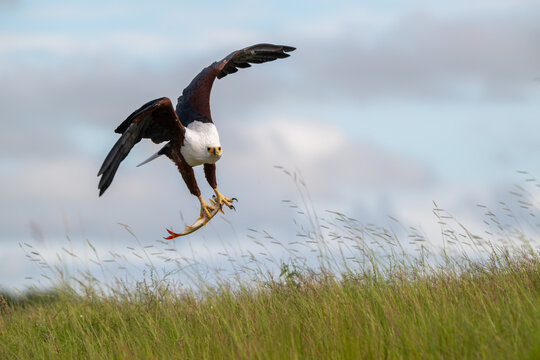 African fish eagle with a freshly caught tigerfish in its talons