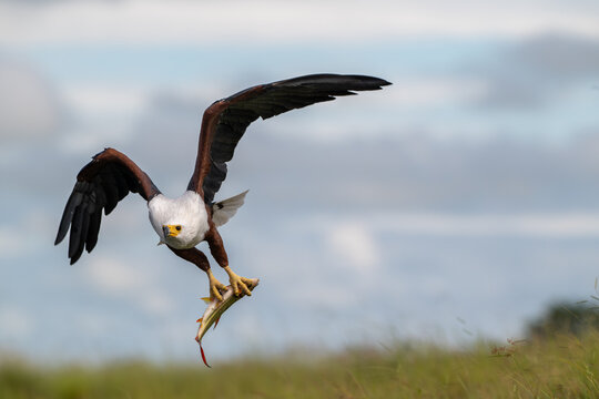 African fish eagle with a freshly caught tigerfish in its talons