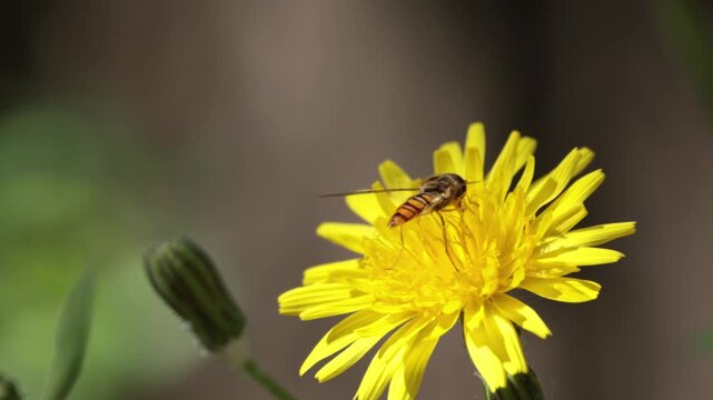 Sirfido Sphaerophoria scripta polinizando una flor de cosconilla en el barranco de la encantada, Beniarr&eacute;s, Espa&ntilde;a