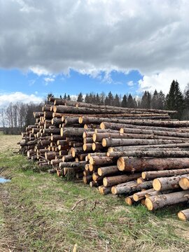 Large stack of cut timber logs in a forest clearing under dramatic cloudy sky, forestry industry and wood harvesting concept in rural landscape