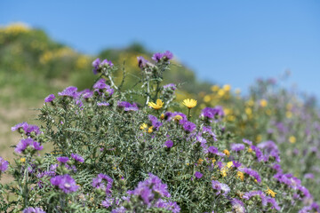 Obraz premium Fleurs sauvages au printemps