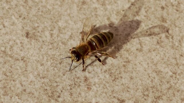 Close-up top view of a honey bee walking on a warm textured surface in sunlight, casting a sharp shadow. Natural behavior, macro wildlife footage with detailed body and wing structure.