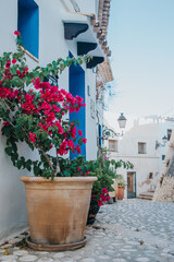Spain, Altea city. Vibrant bougainvillea flowers in a large terracotta pot beside a cobblestone street in a picturesque Mediterranean village setting © JuLady_studio