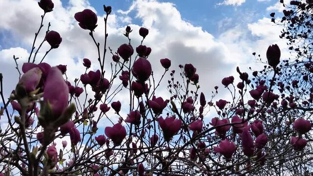 pink branches of the Magnolia liliiflora reach toward the blue sky, swaying in the breeze in the spring day light. In the Botanical Garden, seasonal renewal, the awakening of nature