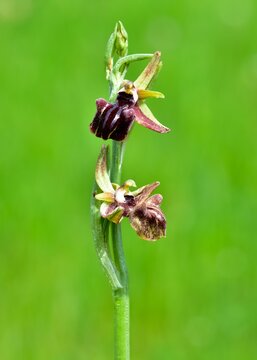 Photographs of wildflowers and various orchid species. Images of bee orchids.